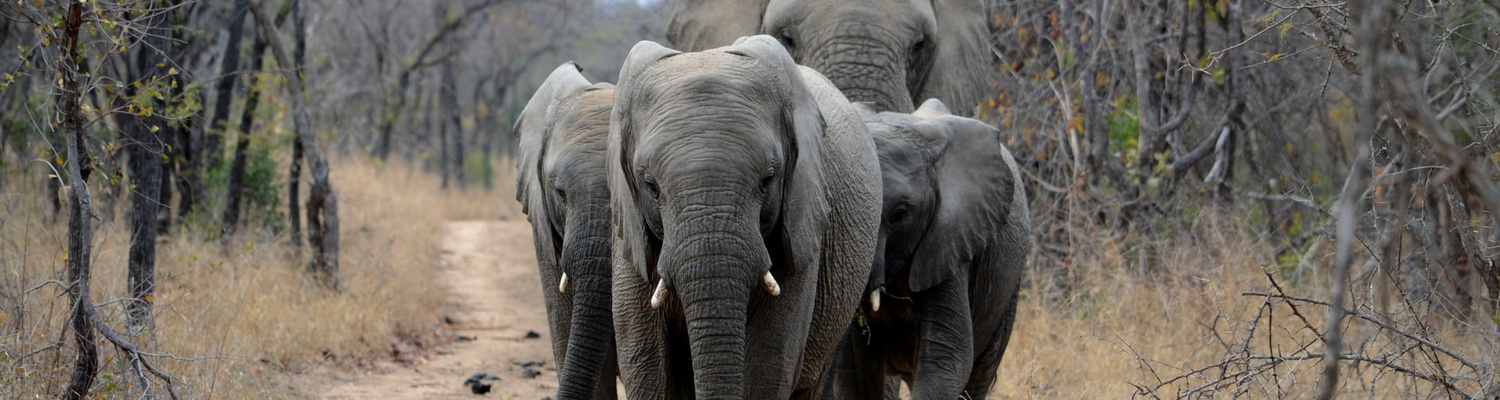 African elephant. Photo by Simon Greenwood on Unsplash