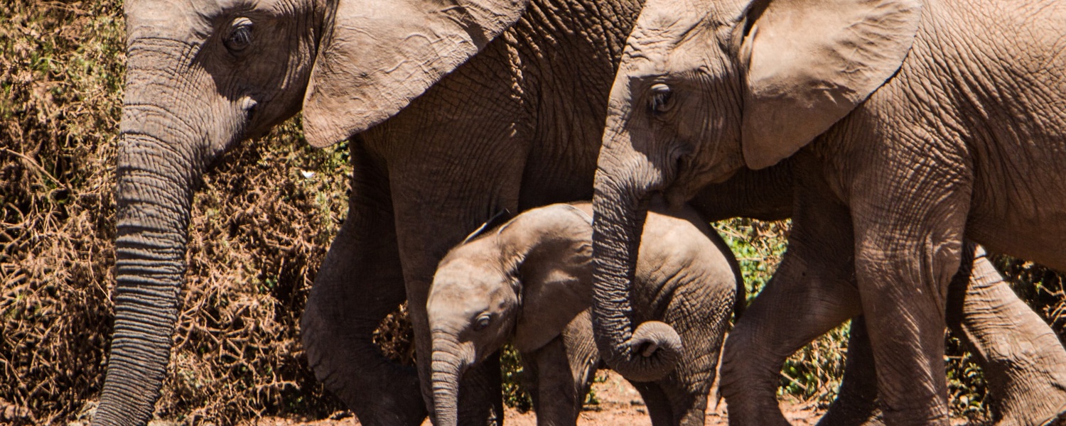 Elephant Care Association of South Africa. Image: Tobin Rodgers via Unsplash