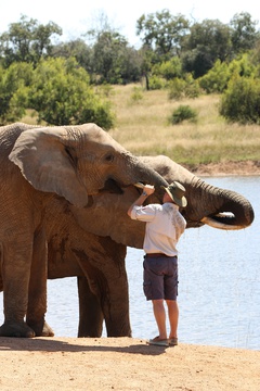 Adventures with Elephants, ECASA, Elephant Care Association of South Africa
