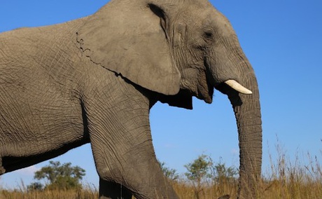 Elephant Care Association of South Africa, ECASA, welfare