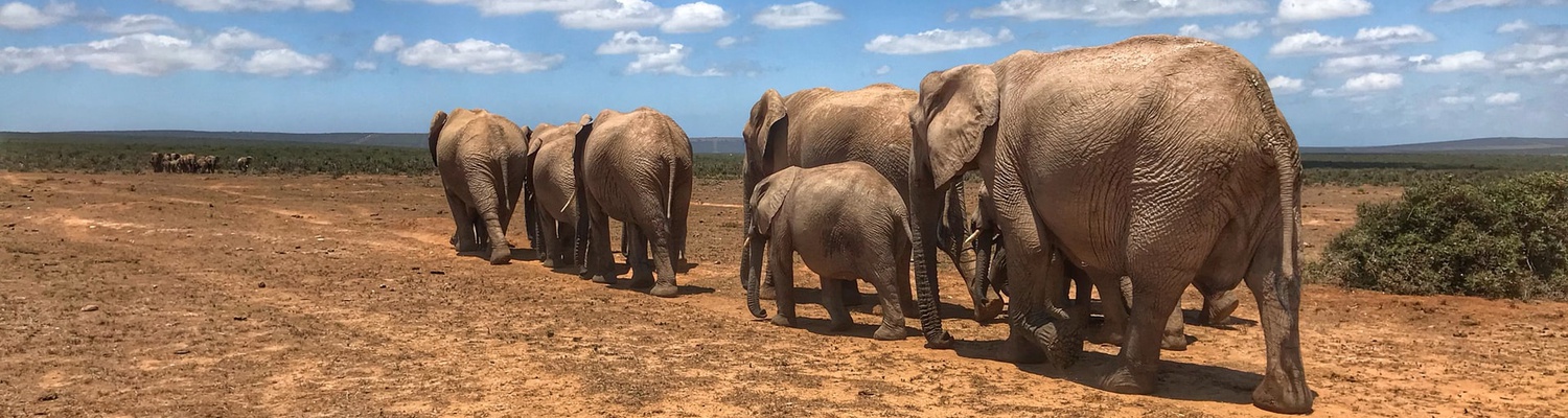 Elephant Care Association of South Africa, ECASA, Image Jonathan Ridley via Unsplash