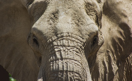 Elephant Care Association of South Africa, ECASA, Image John Matychuk via Unsplash