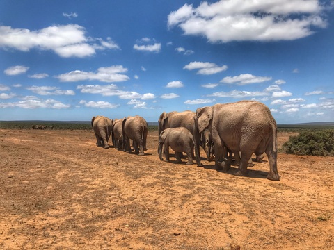Elephant Care Association of South Africa, ECASA, Image Jonathan Ridley via Unsplash
